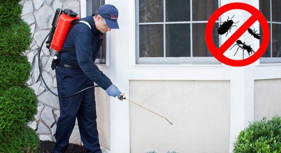 Taşkent Kemirgen İlaçlama böcek ilaçlama ve haşere kontrolü — ilaclama-tr.com